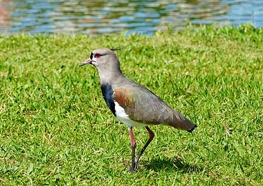 Southern Lapwing on Green Grass