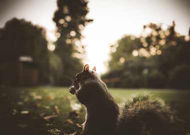 Squirrel Eating in a Park