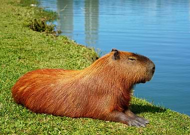 Capybara resting by the water