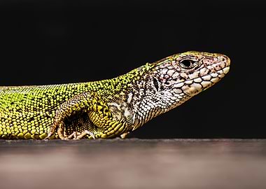 Green Lizard Close-Up