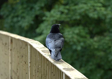 Crow Perched on Railing
