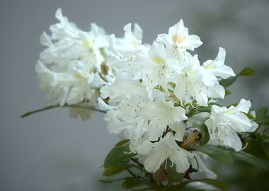 White Rhododendron Blossom