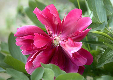 Blooming Pink Peony Flower Close-Up