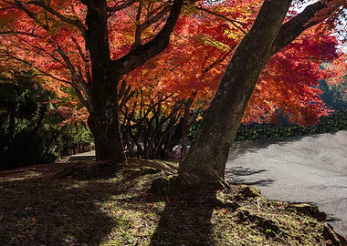 Autumn Trees with Red Leaves