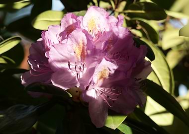 Pink Rhododendron Blossom