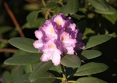 Pink Rhododendron Blossom