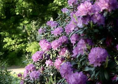 Purple Rhododendron Bush in Bloom