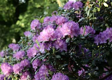 Purple Rhododendron Bush in Bloom