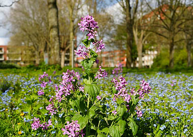 Purple Flowers in a Field
