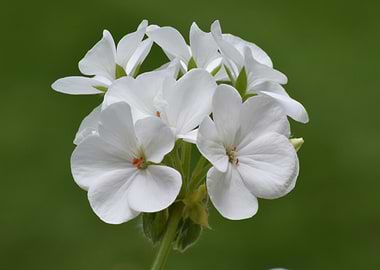White Geranium Flowers