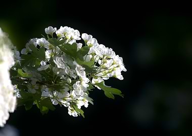 White Blossoms on a Branch