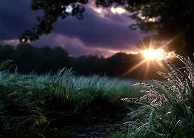 Sunset Over Field of Grass