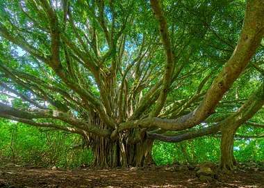 Banyan Tree, Maui Hawaii
