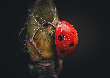Ladybug on Bud