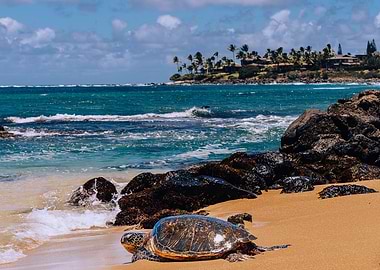 Hawaii, Maui Sea Turtle