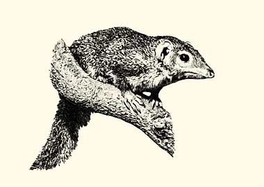 Treeshrew on Branch - Detailed Illustration