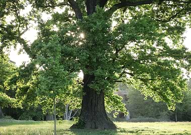 Large Tree in a Grassy Field