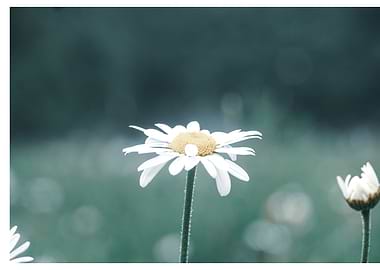 White Daisy Flower Close-Up