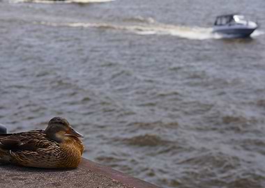 Duck resting by the water