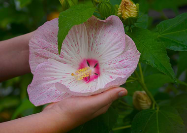 Pink Hibiscus Flower