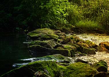 Mossy Rocks in a Forest Stream