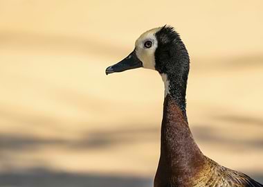 White-faced Whistling Duck Portrait