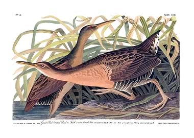 Fresh Water Marsh Hen