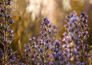 Blooming Purple Flowers in Golden Light