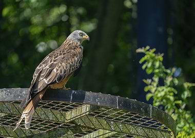 Red Kite Perched on Metal Structure