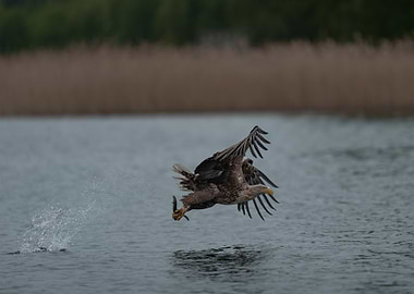 White-tailed eagle catching fish