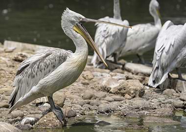 Pelicans on Rocky Shoreline