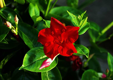 Red Mandevilla Flower Close-Up