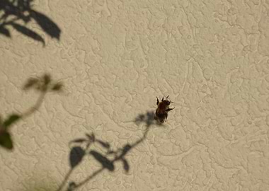 Bumblebee in a flowers shadow