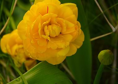 Yellow Double Tulip Close-Up