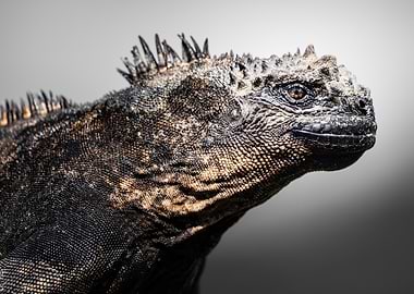 Marine Iguana Close-Up Portrait