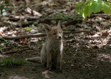 Fox cub in the forest