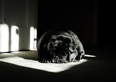 Sleeping Pug in a Sunbeam