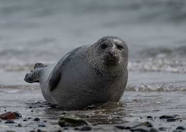 Seal on a rocky beach