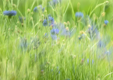 Blue Cornflowers in a Green Field
