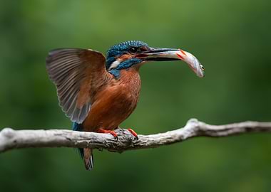 Kingfisher with Fish on Branch