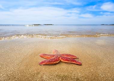 Starfish on a sandy beach