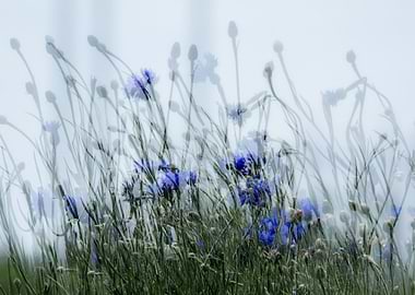 Blue Cornflowers in a Field Abstract