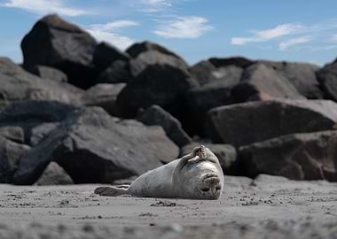 Seal Resting on Beach