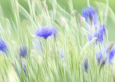 Abstract Blue Cornflowers in Green Field