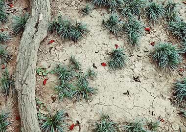 Dry ground with grass and tree