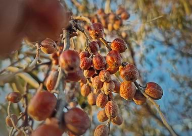 Oleaster wild berries