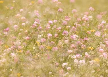 Clover Field in Soft Focus