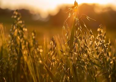 Golden Field at Sunset