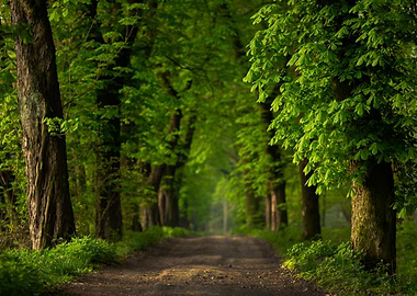 Green Forest Path