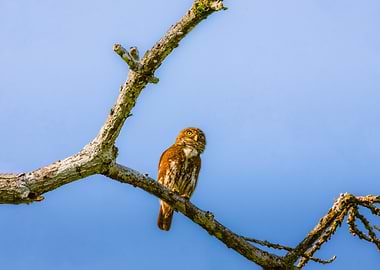 Owl perched on a branch